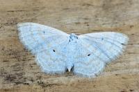 Scopula immutata