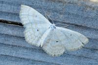 Scopula immutata
