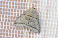 Herminia grisealis
