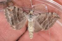 Aplocera plagiata