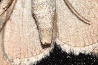 Aplocera plagiata