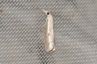 Agriphila geniculea