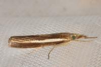 Agriphila tristella