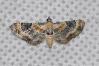 Eupithecia linariata/pulchellata/pyreneata