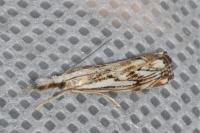 Catoptria falsella