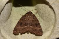 Amphipyra pyramidea/Amphipyra berbera
