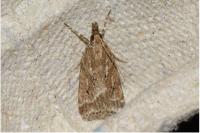 Eudonia pallida
