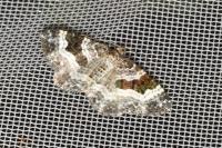 Epirrhoe alternata