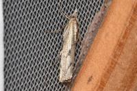Agriphila geniculea
