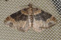 Xanthorhoe spadicearia/ferrugata