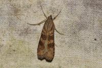Nomophila noctuella