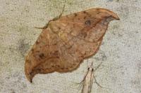 Drepana falcataria