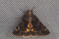 Catocala nymphagoga