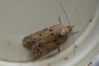 Nycteola revayana