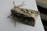 Xylocampa areola