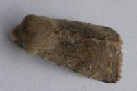 Orthosia incerta