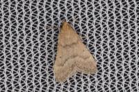 Bostra obsoletalis