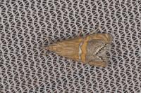Euchromius bella