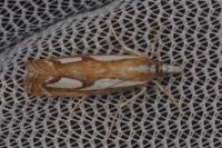 Catoptria pinella