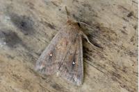 Mythimna albipuncta