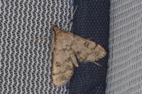 Metasia cuencalis bourgognei