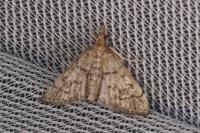 Metasia cuencalis bourgognei