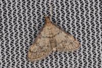 Metasia cuencalis bourgognei