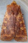 Conistra staudingeri