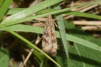 Nomophila noctuella