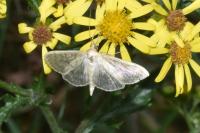 Patania ruralis