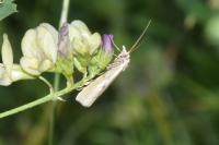 Agriphila inquinatella