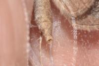 Aplocera plagiata