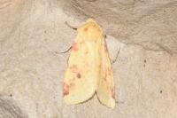 Cirrhia icteritia