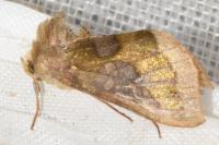 Diachrysia chrysitis