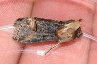 Abrostola triplasia