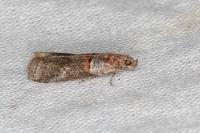 Acrobasis bithynella