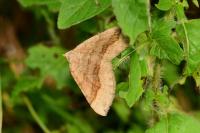 Scotopteryx chenopodiata