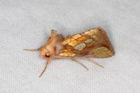 Plusia festucae