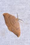 Watsonalla binaria