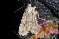 Lithophane ornitopus