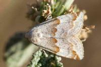 Eublemma amoena