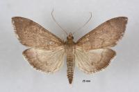 Anania terrealis