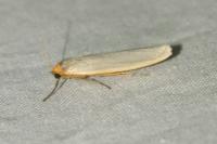 Eilema caniola