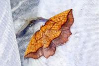 Epione repandaria