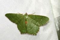 Hemithea aestivaria