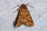 Conisania luteago olbiena