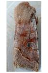 Orthosia incerta