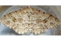 Ectropis crepuscularia