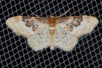Idaea rusticata