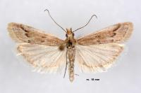 Ancylosis cinnamomella